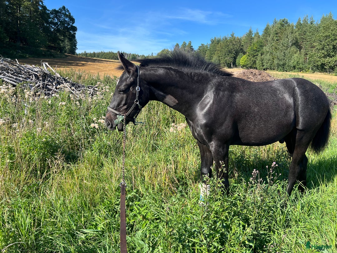  stallplats finnes: Söker sällskap till mitt föl i Ekerö - Annons 3