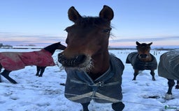 Hoppning hästar till salu: Fantastisk hobby/tävlingskompis efter Kannan  i Linköping - Bild 3