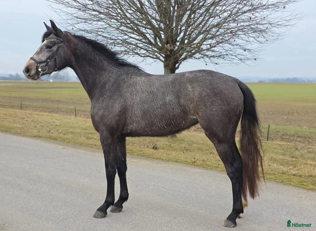 Hoppning hästar till salu: Sportigt 3-års sto - Annons 2