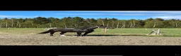 Sällskap hästar till salu: 2 varmblod (travstam) säljes  - Annons 3