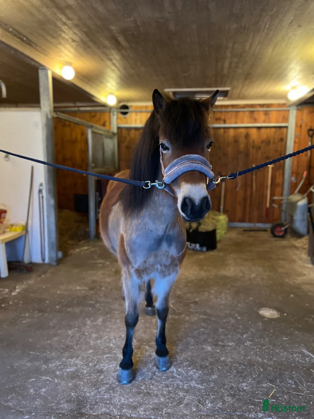 Allround hästar till salu: Världens bästa russ❤️ i Hjo - Annons 1