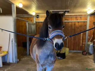 hästar Världens bästa russ❤️ - Annons 15