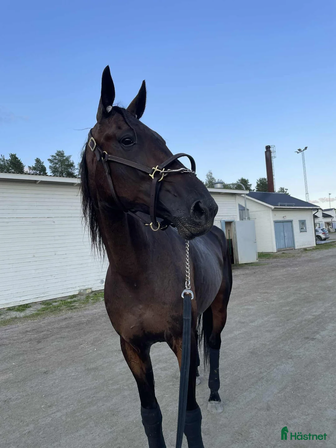 Allround hästar till salu: Utlånas  i Söderala - Annons 1