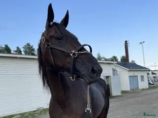 hästar Utlånas - Annons 2