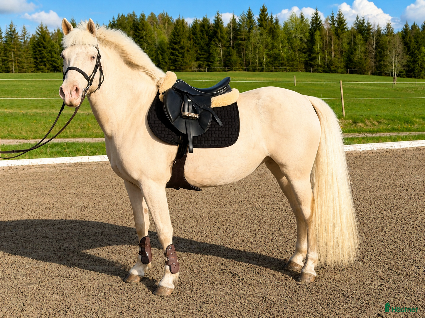  hästar Härlig ponny! - Annons 2