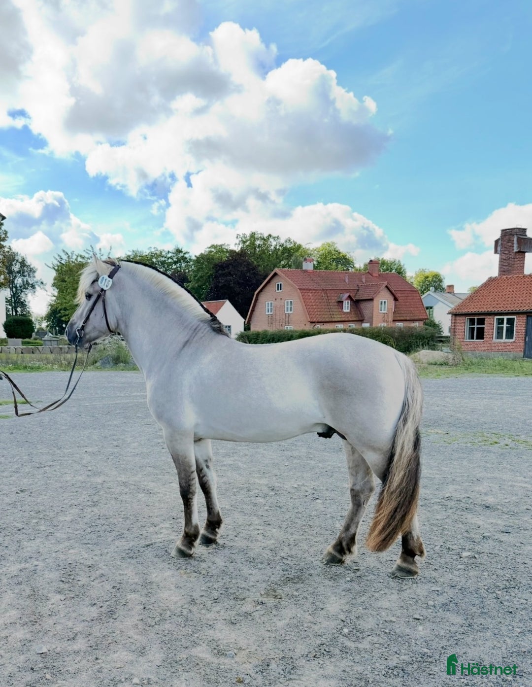 Allround hästar till salu: Unik 3 års hingst (kan bli valack) i Genarp - Annons 2