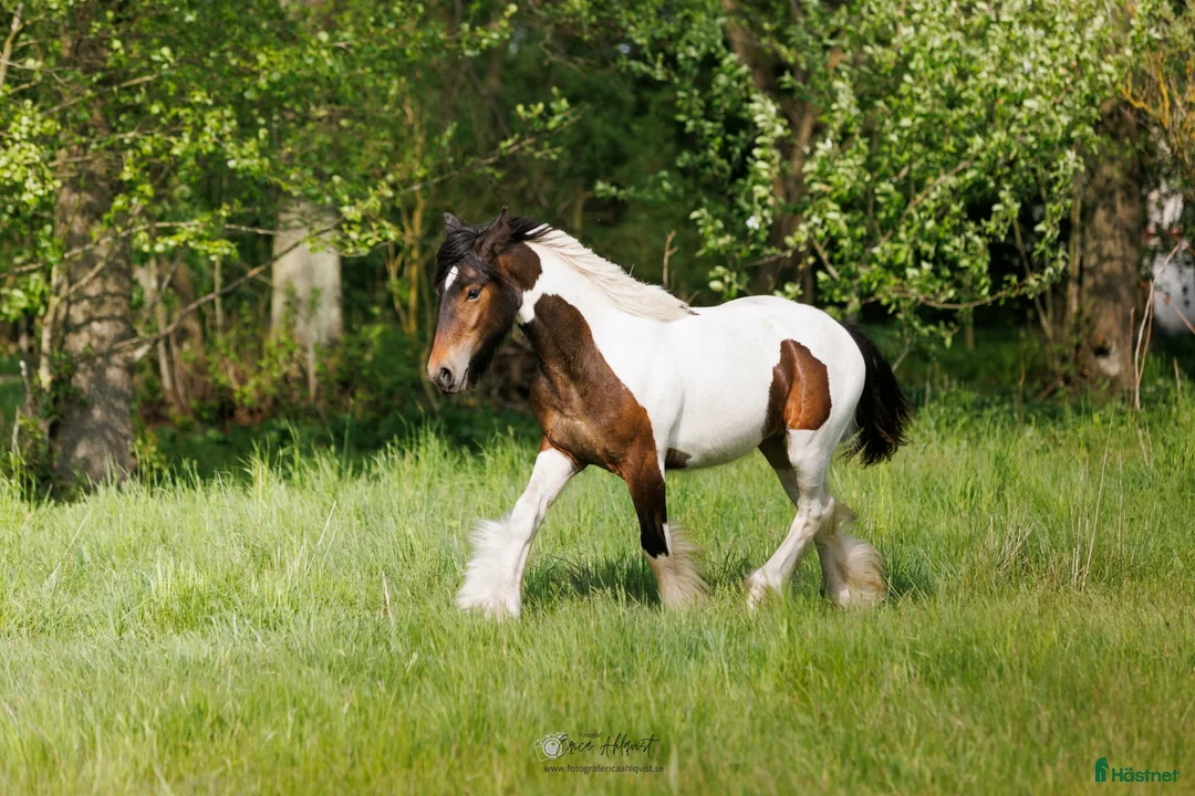 Allround hästar till salu: Vacker irish cob valack unghäst åring  - Annons 2