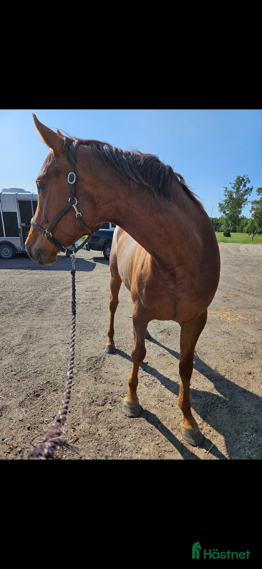 Allround hästar till salu: Leonore f. 2016 i Sköldinge - Annons 6