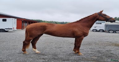  hästar i Tobo - Annons 4