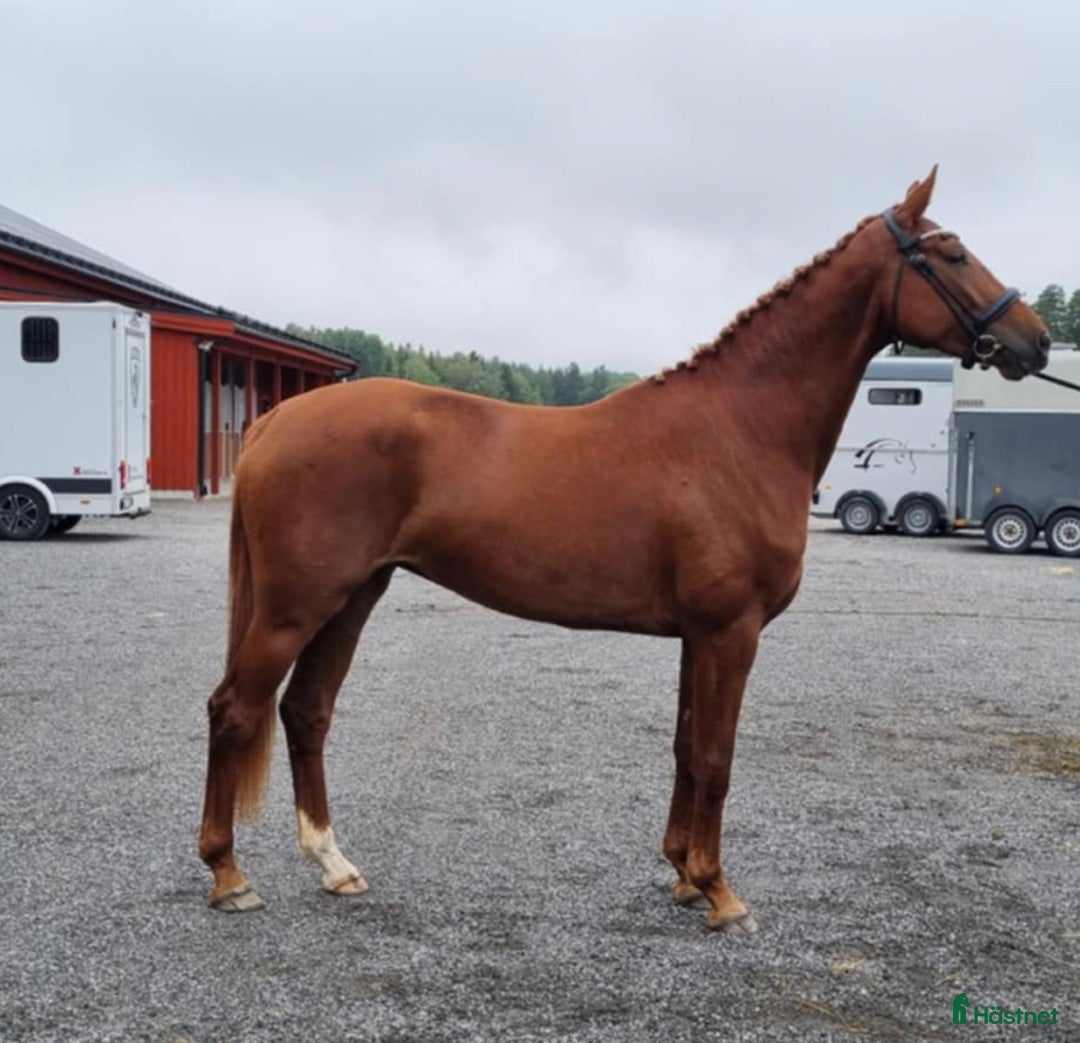 Dressyr hästar till salu: Snäll & lovande dressyrhäst Diplomsto i Tobo - Annons 2