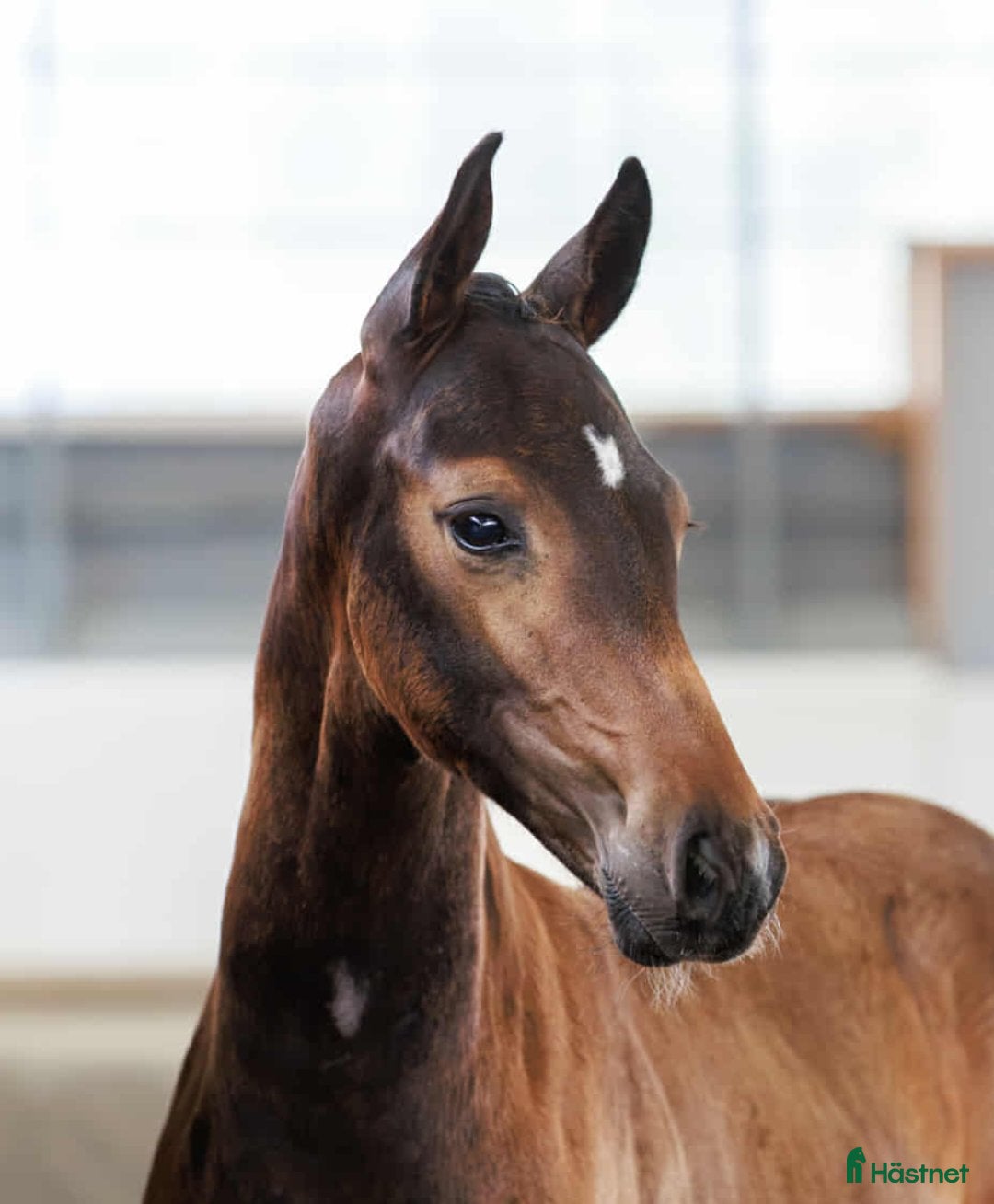  hästar Toppkvalitét e: Top Secret - Annons 5