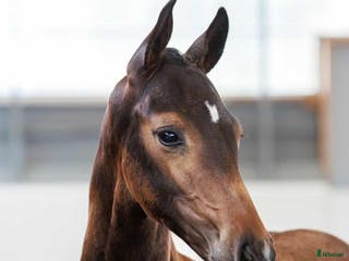 hästar Toppkvalitét e: Top Secret - Annons 16