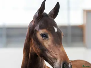 hästar Toppkvalitét e: Top Secret - Annons 5