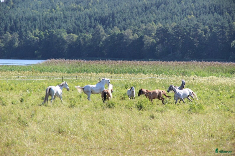  stallplats Stallplatser med service - Annons 1