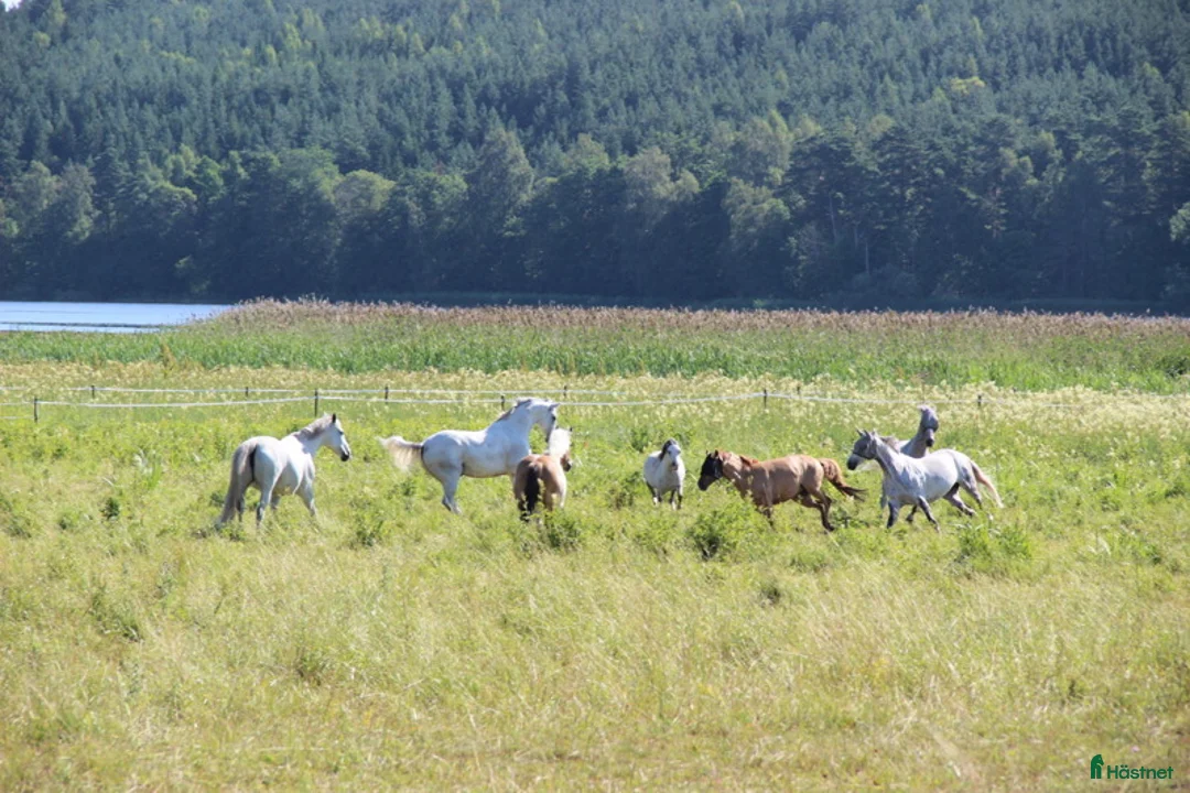  stallplats finnes: Stallplatser med service - Annons 1