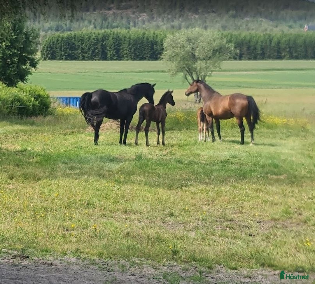 Dressyr hästar till salu: Svart Hingst Föl efter Bon Couer/Fürst Belissaro i Strömstad - Annons 8