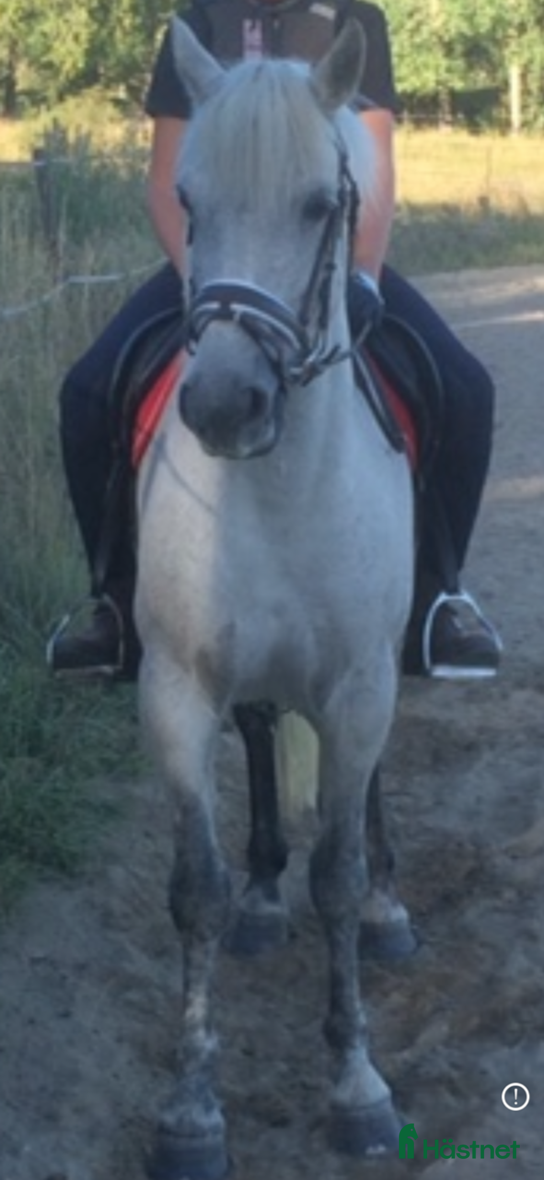 Working Equitation hästar till salu: Storhäst & 3 D ponny från Ridskola, Voltige, Para - Annons 6