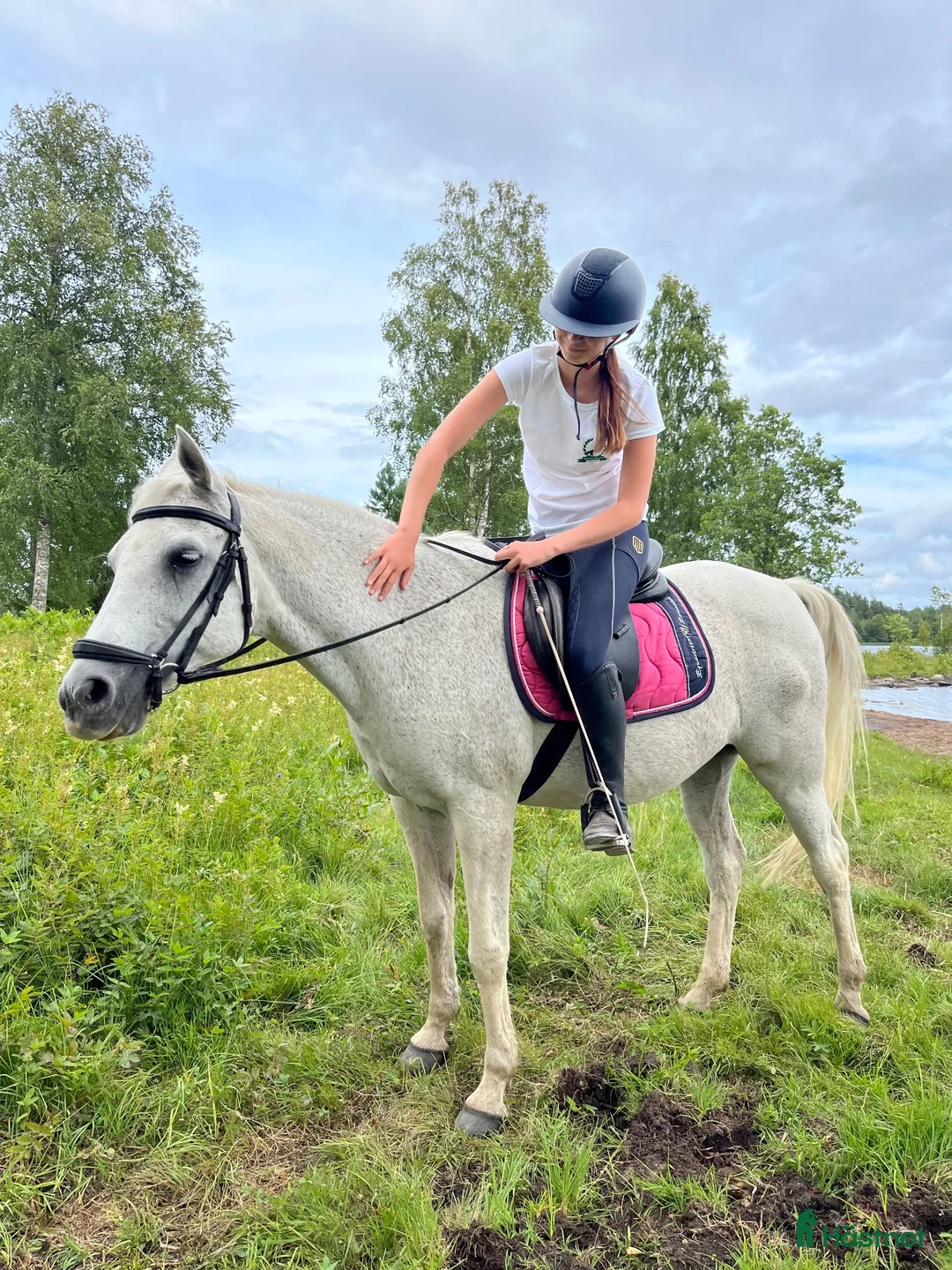 Allround hästar sökes: Letar efter maxad C ponny Max 100k - Annons 1