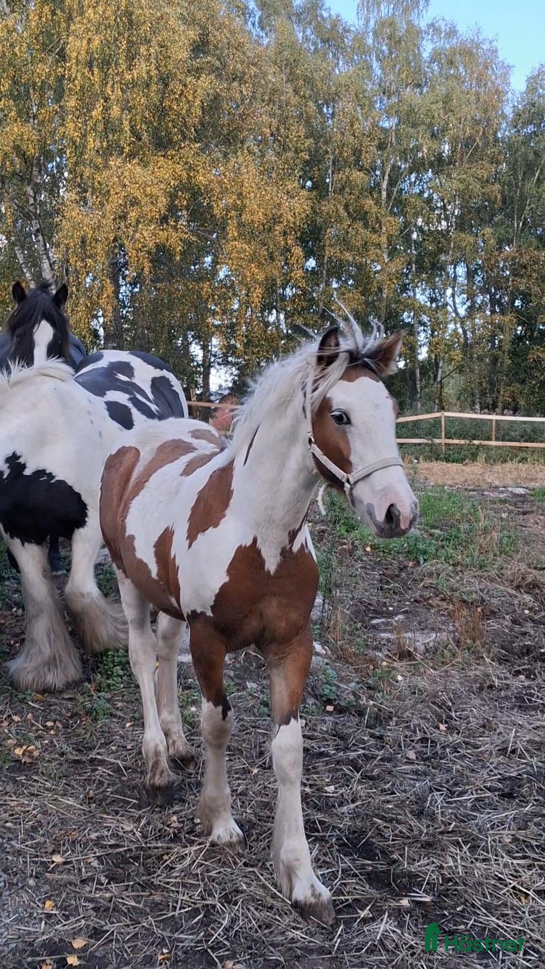  hästar till salu: WPB kille - Annons 3