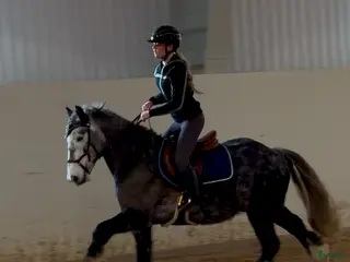 hästar Super fin ponny i Mariestad - Annons 1