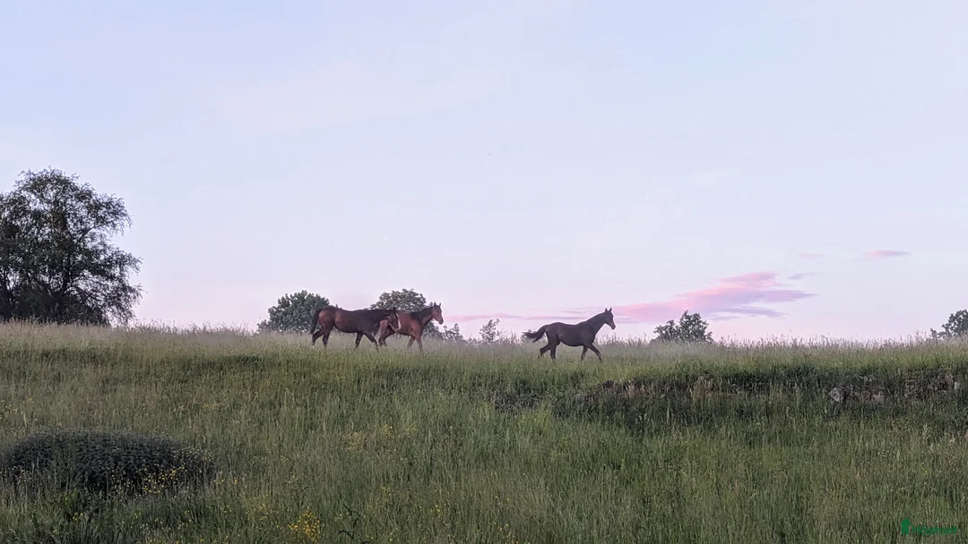  stallplats finnes: 1 ledig plats på underbar lösdrift  i Hörby - Annons 33