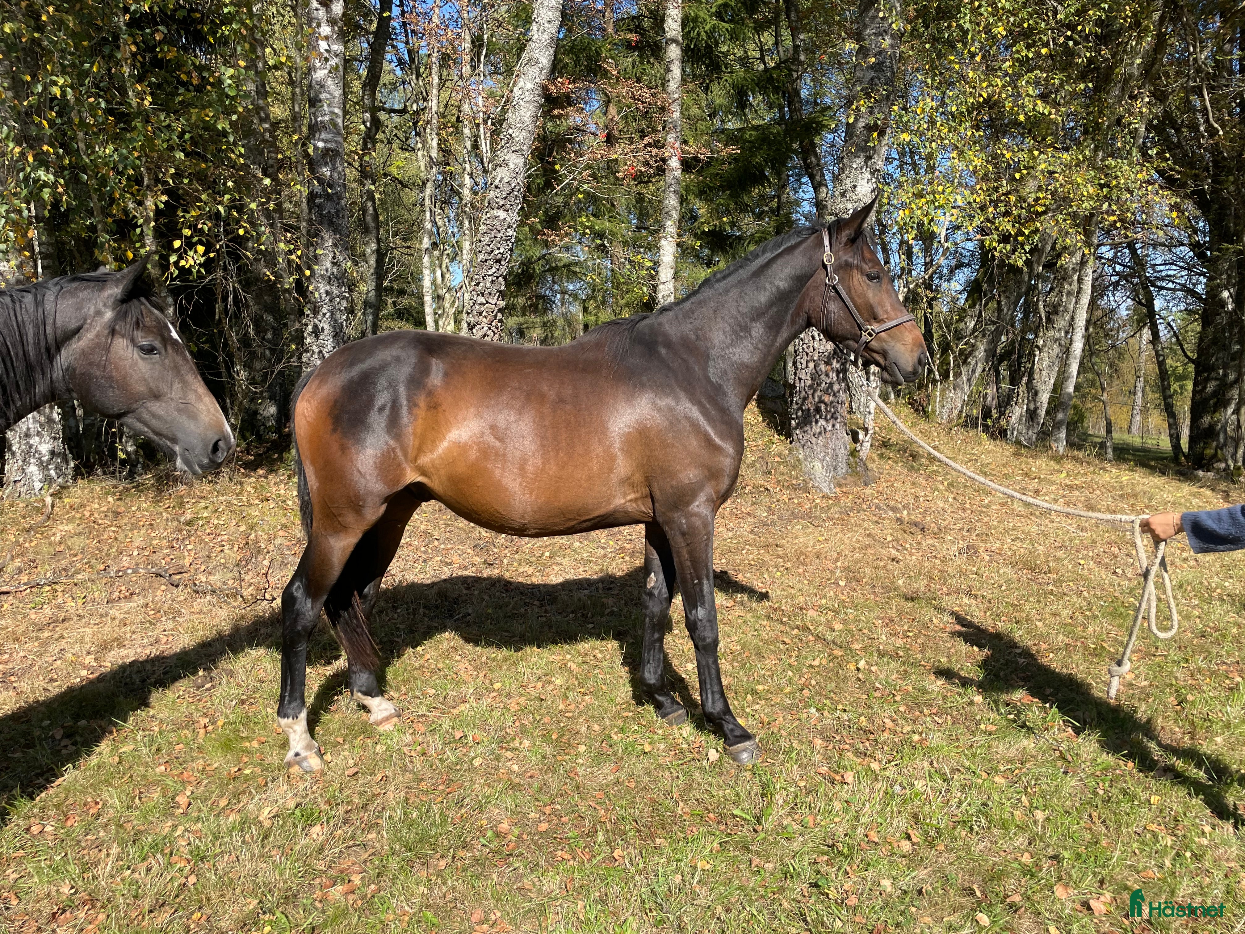  hästar Köp innan han blir 4! i Tranemo - Annons 8