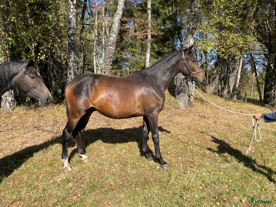 Hoppning hästar till salu: Köp innan han blir 4! i Tranemo - Annons 1
