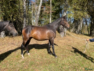 hästar Köp innan han blir 4! i Tranemo - Annons 8