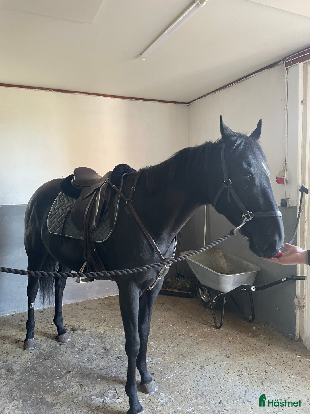 Allround hästar till salu: Socialt 4-årigt sto  i Axmar - Annons 6
