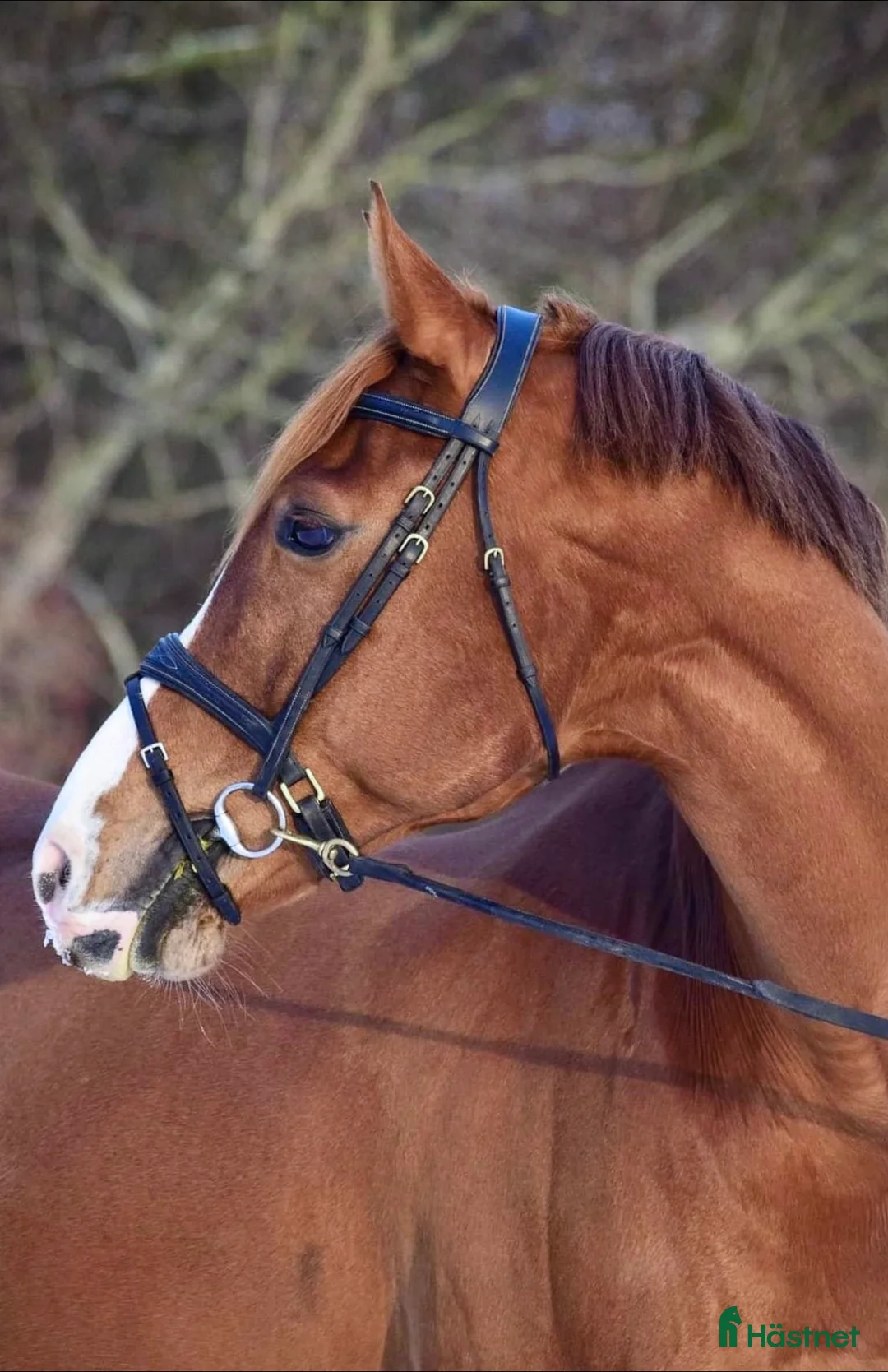 Dressyr hästar till salu: Härlig Snygg Valack Säljes! - Annons 7