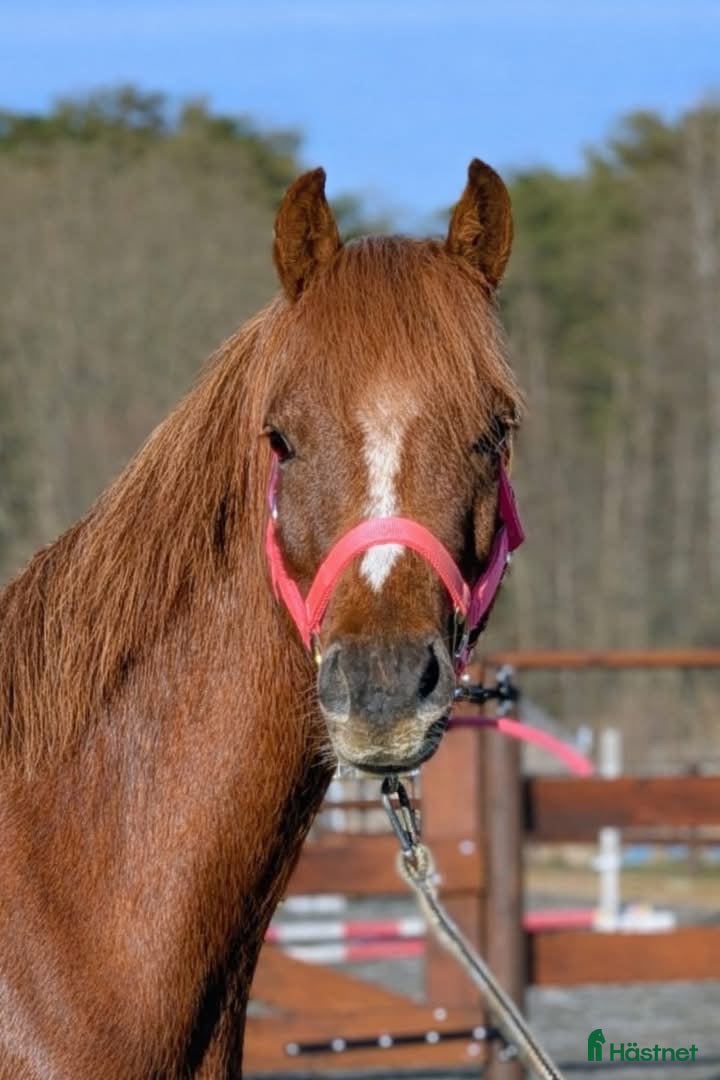  hästar Snygg Welsh partbred - Annons 1