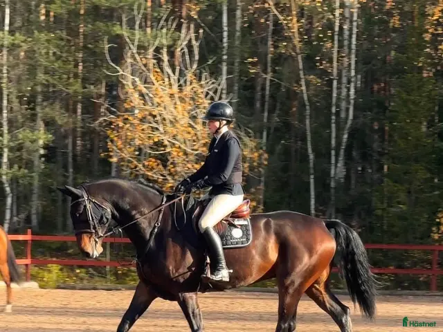hästar Trevlig valack - Annons 1