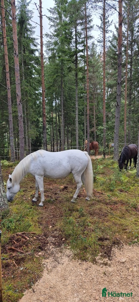  stallplats finnes: Lösdrift i Tullinge för lättfödd häst/ponny - Annons 6
