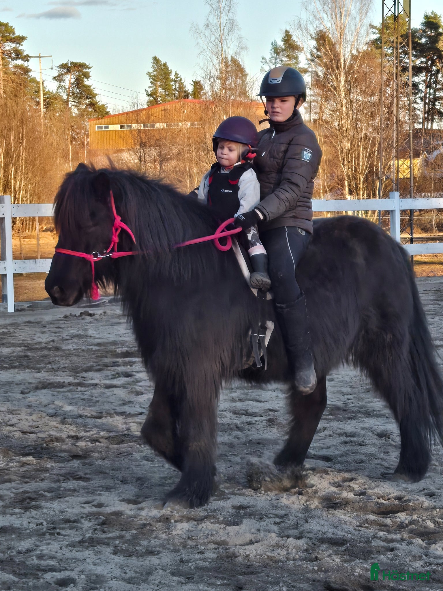  hästar Islandshäst säljes - Annons 14
