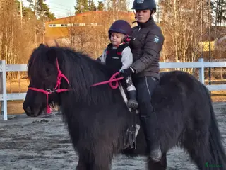 hästar Islandshäst säljes - Annons 14