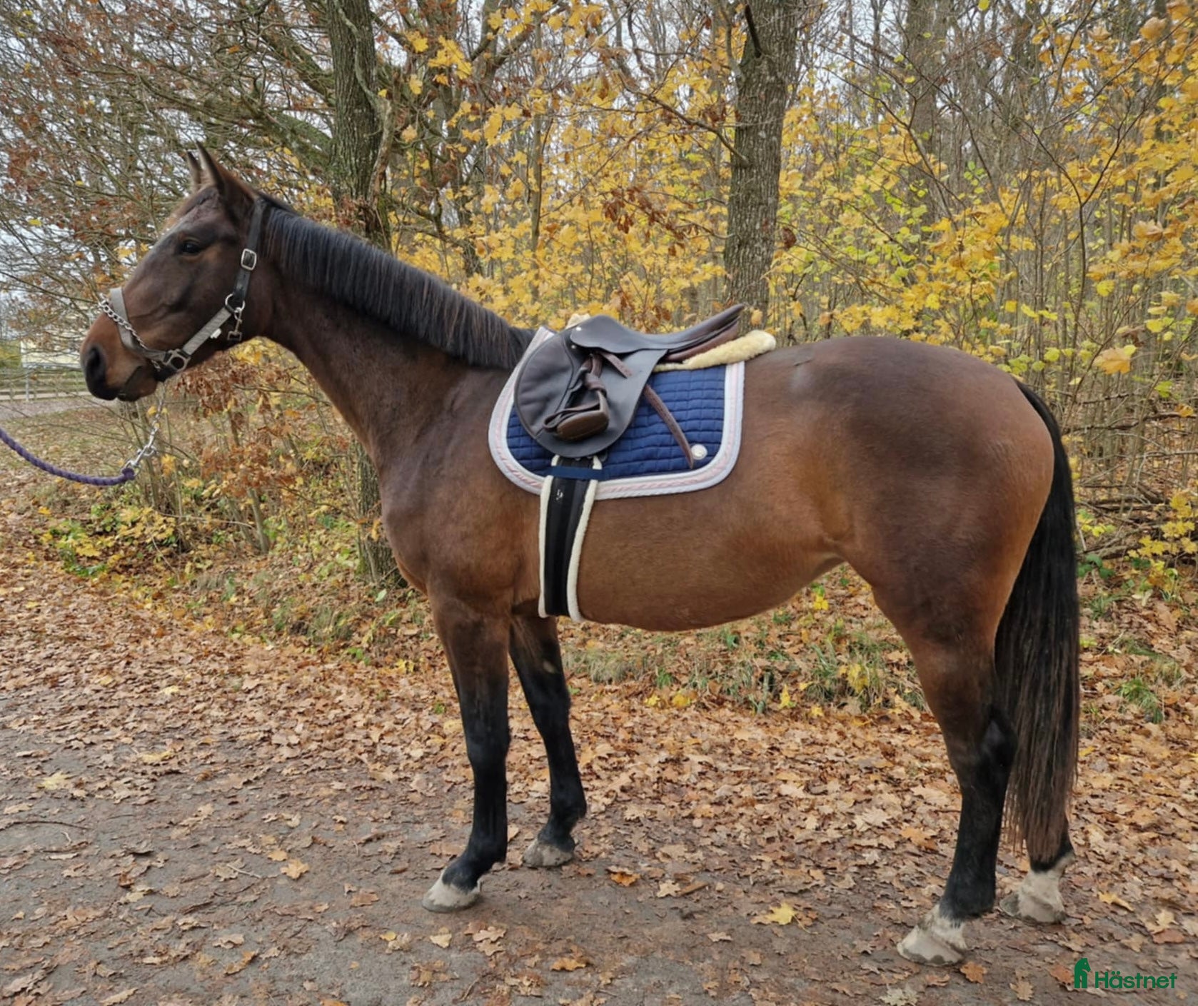  hästar Mycket fint 3-åringt sto med meriterat mördene - Annons 6