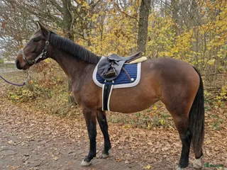 hästar Mycket fint 3-åringt sto med meriterat mördene - Annons 6