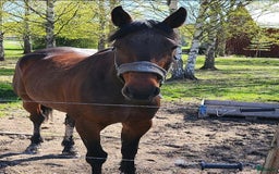  foderhäst finnes: Trevlig Varmblod i Stora Skedvi - Bild 1