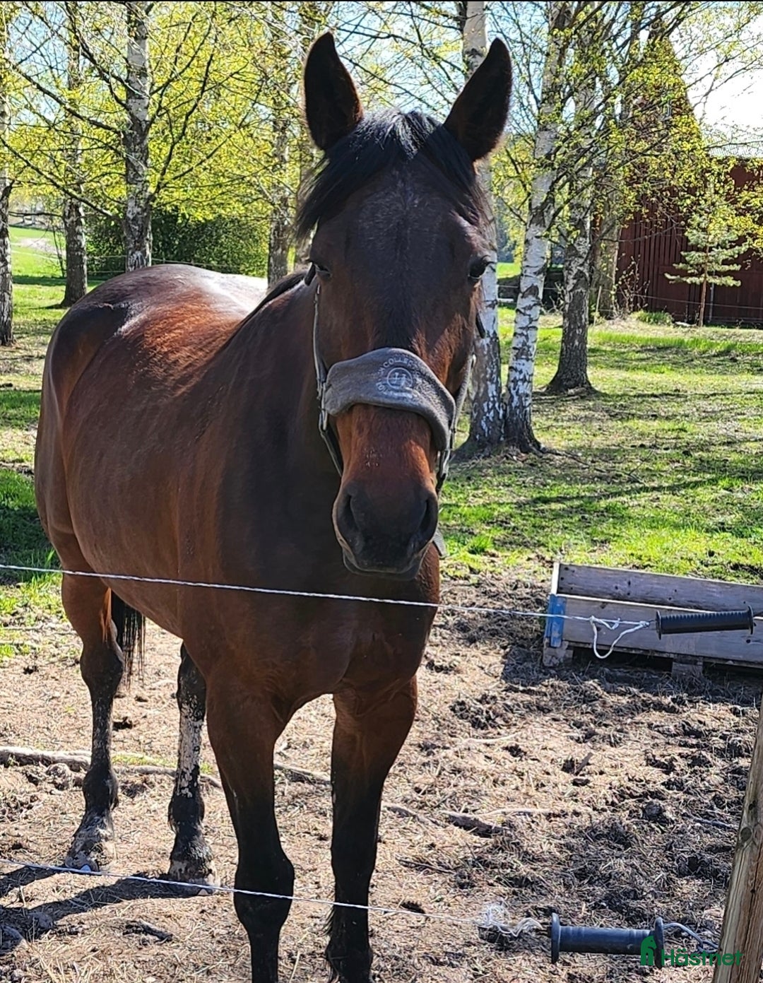  foderhäst finnes: Trevlig Varmblod i Stora Skedvi - Bild 1