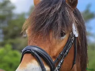 hästar Russhingst, dubbla utmärkelser vid kvalitetstest. - Annons 1