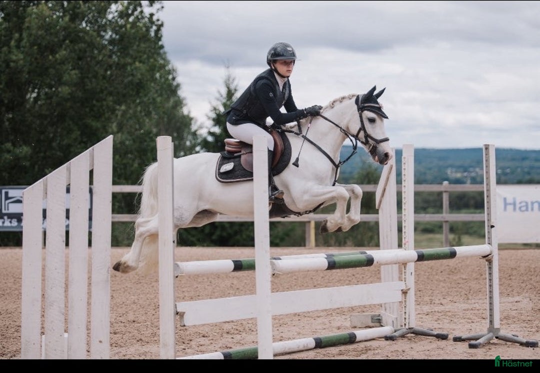 Hoppning hästar till salu: Härlig ponny OBS! Nytt pris. i Filipstad - Annons 2