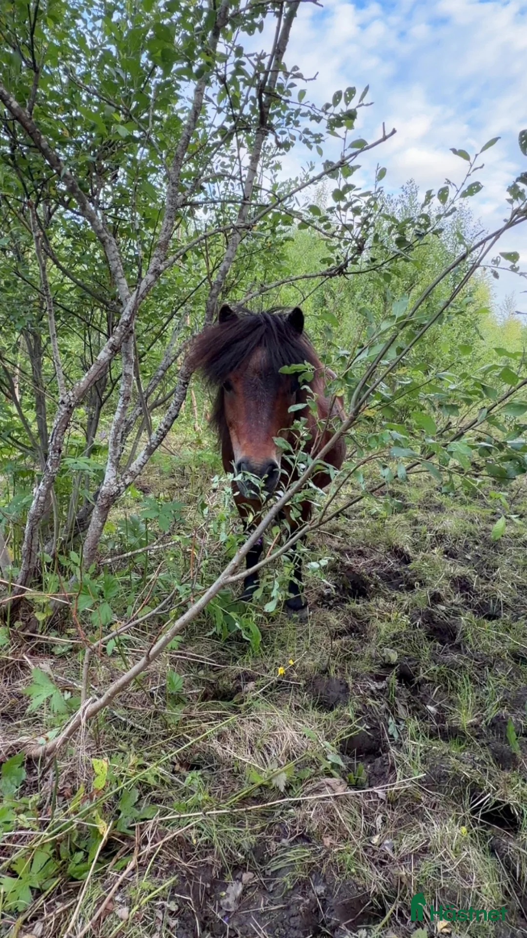  foderhäst finnes: Shettis på foder finnes i Frösön - Annons 2