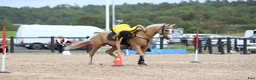 Allround hästar till salu: Underbar allroundponny - Annons 5