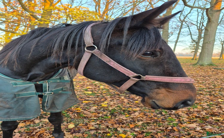  hästar i Havdhem - Annons 6