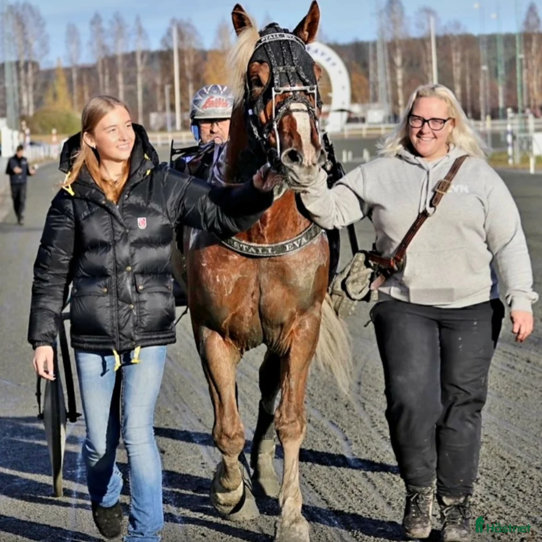 Allround hästar till salu: Snyggaste fuxen som finns. i Öjebyn - Annons 9