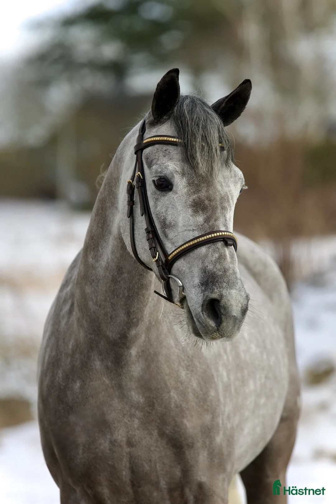 Allround hästar till salu: VACKER PONNY FÖR SPORTEN 🩷 i Helsingborg - Annons 2