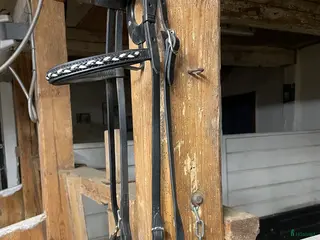 Träns hästutrustning till salu: Islandshästträns i Norrhult - Annons 2