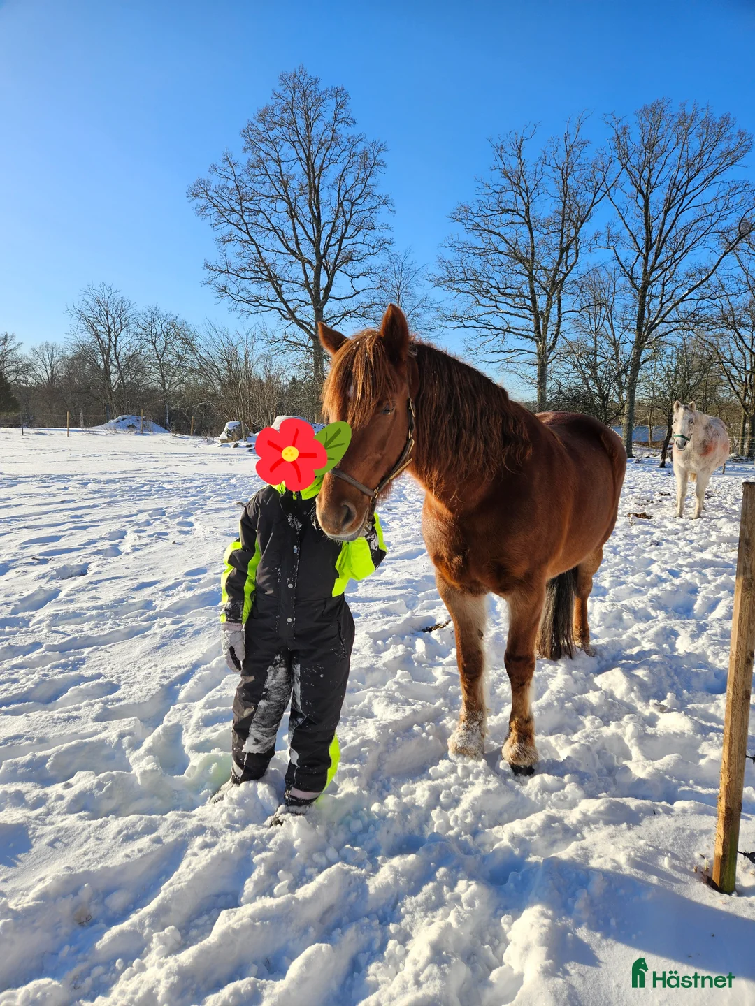 Sällskap hästar sökes: Sällskap sökes - Annons 2