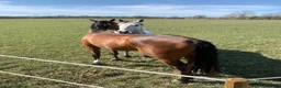  stallplats finnes: Stallplats på anläggning att längta till!  i Kågeröd - Annons 2