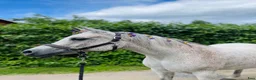  medryttarhäst finnes: Betalande medryttare sökes - Annons 1